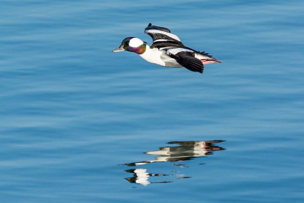 Bufflehead in flight by jonasflanken is licensed under CC BY-SA 2.0